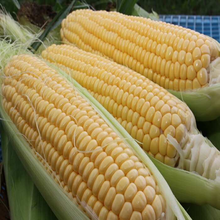 【ふるさと納税】とうもろこし イエロー 約5kg 約12本～14本 野菜 やさい 北海道 浦臼町 送料無料 【2025年8月上旬～2025年8月下旬発送予定】