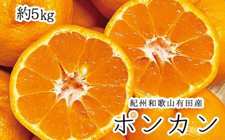 みかん 蜜柑 フルーツ 果物 くだもの / 紀州和歌山有田産ポンカン　5kg　※2025年2月上旬頃～2月下旬頃に順次発送予定(お届け日指定不可) 【uot722】