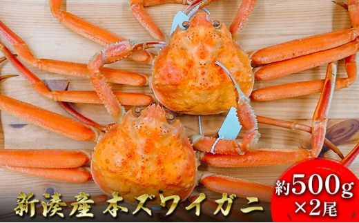 
[№5683-0568]【伍右衛門】新湊産本ズワイガニ約500g×2尾
