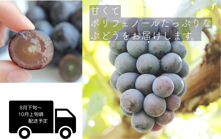 種がなく、皮まで食べられる！