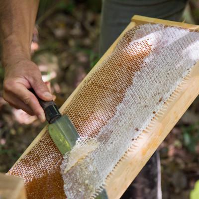ふるさと納税 能勢町 【RAW HONEY】風味いろいろ!季節のはちみつ4種セット(50g×4本)-純粋・非加熱・国産- |  | 02