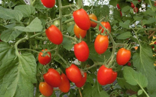 【訳あり】ミニトマト『アイコ』約2kg【2025年7月中旬～8月下旬発送予定】／ミニトマト トマト フルーツトマト 野菜  直送 岩手県 二戸市