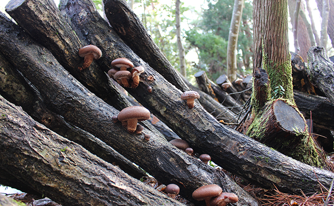 原木生しいたけ「のと115」1箱（20～30個入）