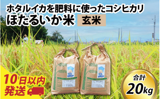 【訳あり】ほたるいか米（玄米20kg）【通年発送】