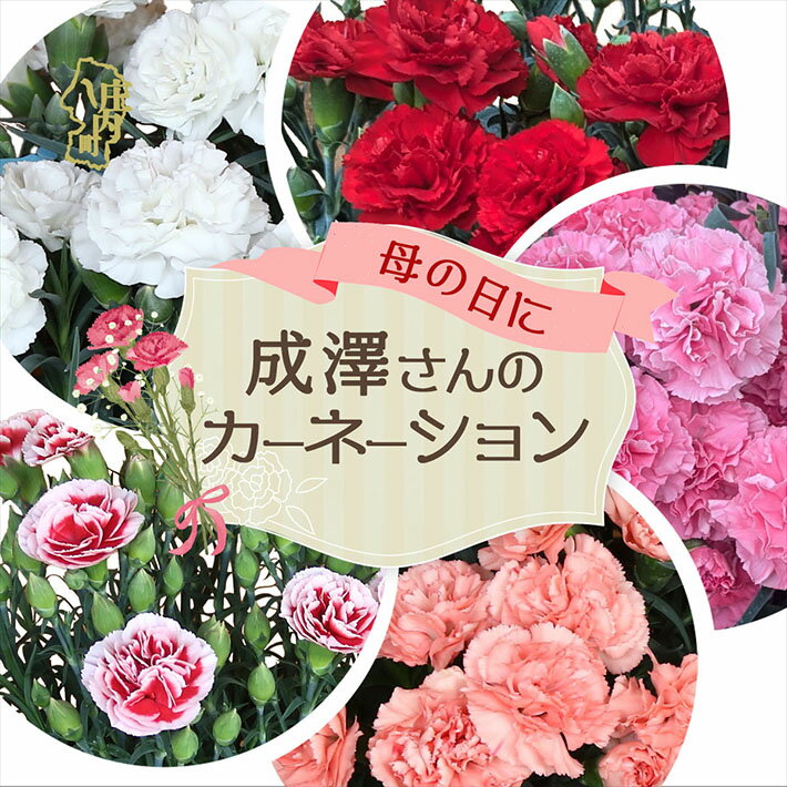 【ふるさと納税】【5月初旬より順次発送】成澤さんのカーネーション 選べる5色 赤 ピンク 白 オレンジジェラート いちごホイップ 5号鉢（入金期限：2026.4.30） カーネーション 母の日に プレゼント ふるさと納税 山形