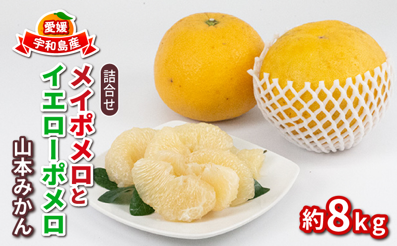 【愛媛 柑橘】 メイポメロ イエローポメロ 8kg 10~12個 詰合せ 山本みかん 蜜柑 mikan 果物 くだもの B015-038005
