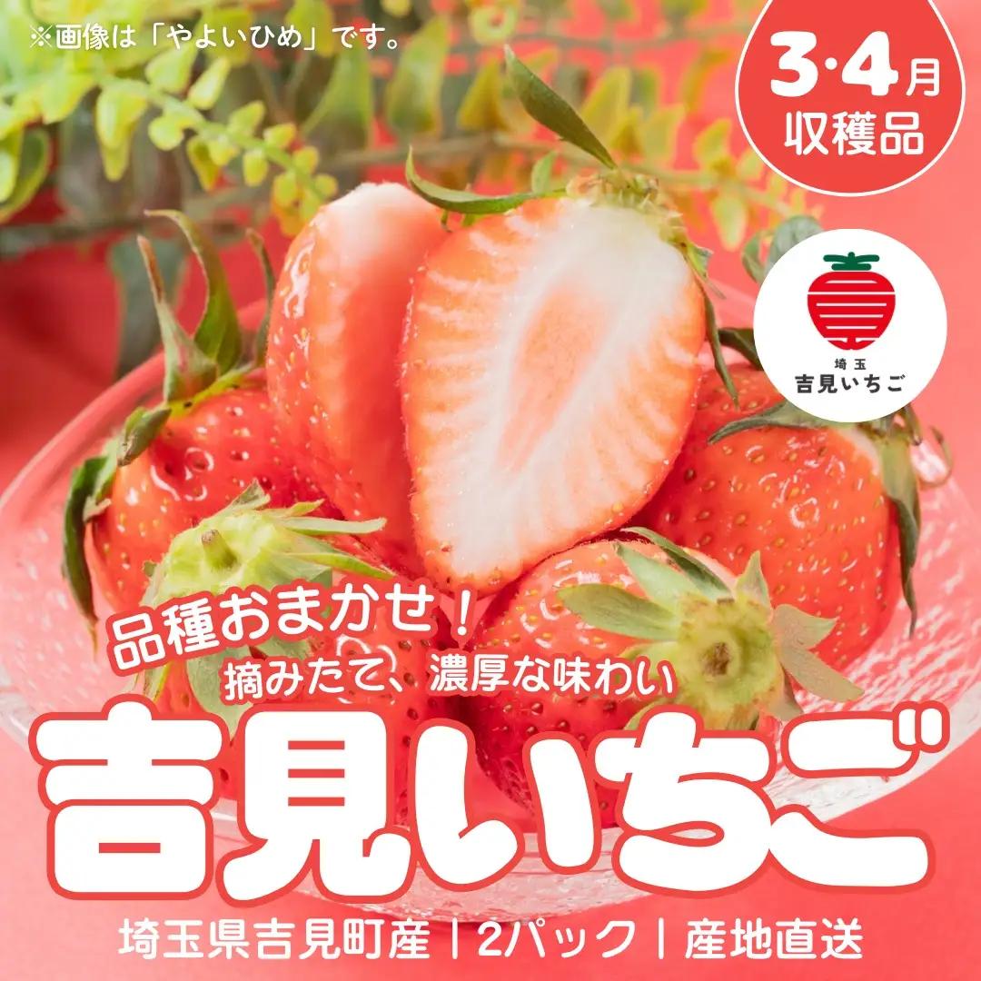 【3～4月収穫分】埼玉県吉見町 吉見いちご【品種おまかせ】2パック｜いちご 産地直送