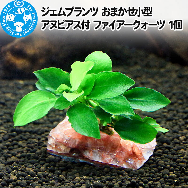 【ふるさと納税】ジェムプランツ おまかせ小型アヌビアス付 ファイアークォーツ 1個 [株式会社チャーム charm ジェムプランツ 宝石 水晶 レイアウト素材 形状お任せ おまかせ 植物 観葉植物 インテリア]