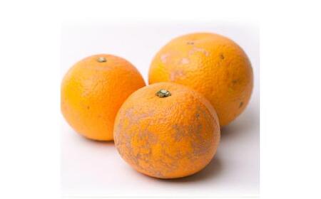【先行予約】家庭用はっさく7.5kg+250g（傷み補償分）＜１月より発送＞/ みかん ミカン 有田みかん 柑橘 フルーツ 果物 和歌山 オレンジ【ikd224】