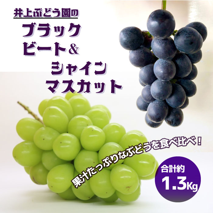 【ふるさと納税】ブラックビート シャインマスカット セット 約1.3Kg 茨城県 那珂市　葡萄 ぶどう 【先行予約】