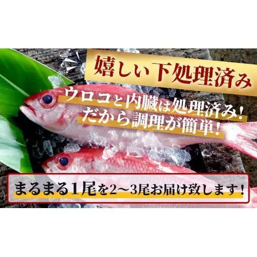 【予約受付】高級ブランド魚 尖閣赤マチ 2～3尾 合計約5kg  GK-1