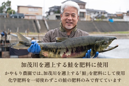 【定期便6ヶ月毎月お届け】新潟産コシヒカリ「伝」白米真空パック 精米2kg 南麻布の高級料亭で提供される極上米 かやもり農園 定期便 定期購入 定期 新潟県産コシヒカリ 米 お米