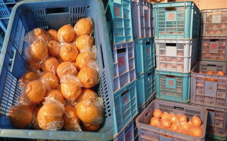 果山園の不知火 2Lサイズ 約7kg みかん 柑橘 フルーツ 旬 あまい 濃厚 産地直送