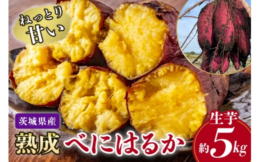 ねっとり甘い♪茨城県産熟成べにはるか 約5kg さつまいも サツマイモ 芋 いも 茨城県 那珂市 B15-009