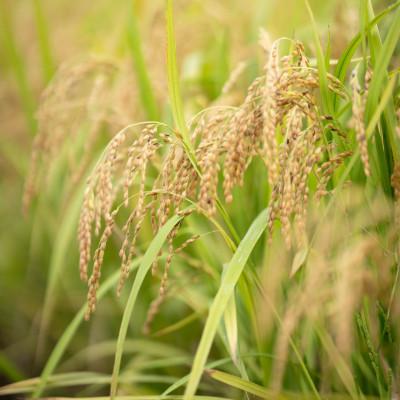 ふるさと納税 日高町 2025年(令和7年)産!日高町小浦の小浦れんげ米【玄米】5kg |  | 02