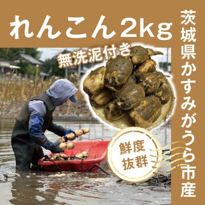 【鮮度抜群!茨城県かすみがうら市産】無洗泥付き 霞ヶ浦れんこん2kg 産地厳選【配送不可地域：離島】【1667480】
