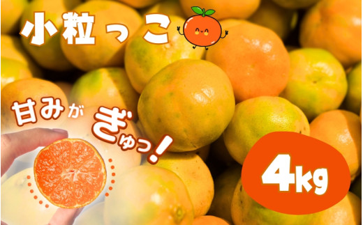 温州みかん 「小粒っこ」 4g ※箱込み (極早生・早生・中生・晩稲)【2S～3Sサイズおまかせ】【2025年10月中旬～2026年1月下旬までに順次発送】＜味好農園＞/温州 みかん 小玉 蜜柑 柑橘 みかん 極早生 早生 中生 晩稲 小粒 果物 フルーツ 【agy026】