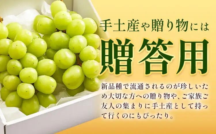 贈答用雄宝1房 《8月下旬-9月下旬頃出荷予定》雄宝ぶどう果物フルーツ贈り物お取り寄せフルーツ 【配送不可地域あり】(離島)