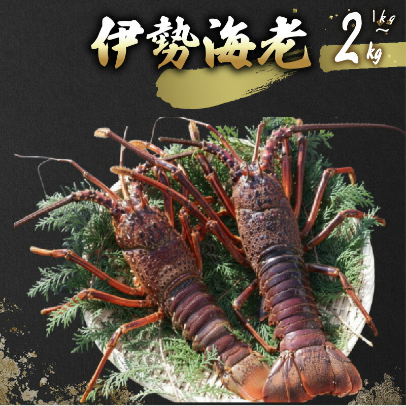 【ふるさと納税】 活 伊勢海老 1kg～2kg 活き伊勢海老 室戸産 国産 エビ えび 海鮮 魚介 産地直送 プリプリ 味噌汁 刺身 焼き物 汁物 室戸海洋深層水 黒潮 送料無料 高知県 室戸市