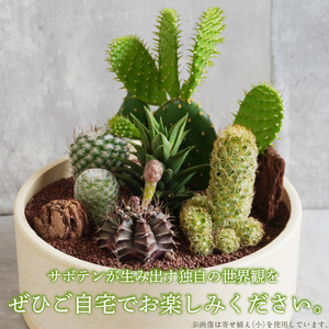 サボテンのオリジナル寄せ植え（小） 本格サボテン 産地直送 サボテン インテリア サボテンギフト プレゼント オシャレ かわいい 人気 多肉植物 [133O01]