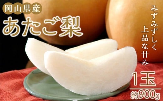 
            梨 2026年 岡山県産 あたご梨 約900g 1玉 お届け 11月下旬～12月中旬【梨 なし 果物 フルーツ 新鮮 岡山県 岡山市 おすすめ 人気】
          