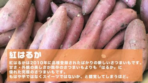 オーガニックさつまいも(紅はるか）10kg【農薬・肥料不使用】土つき〈茨城県共通返礼品・かすみがうら市〉_DM02 ※2023年9月上旬～2024年2月下旬頃に順次発送予定