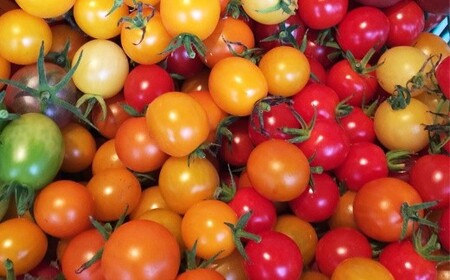 【定期便6回】ひばり農園の無農薬ワクワク野菜セット 《6月より発送開始》 【594】