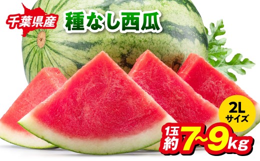 【7月中旬～下旬配送】千葉県産　種なし西瓜２Lサイズ　１玉　約７～９kg／ほお晴れプレミアム スイカ 西瓜 すいか 種なし 果物 フルーツ 希少 国産 産地直送 甘い 千葉県 千葉県産 山武市  SMCZ002