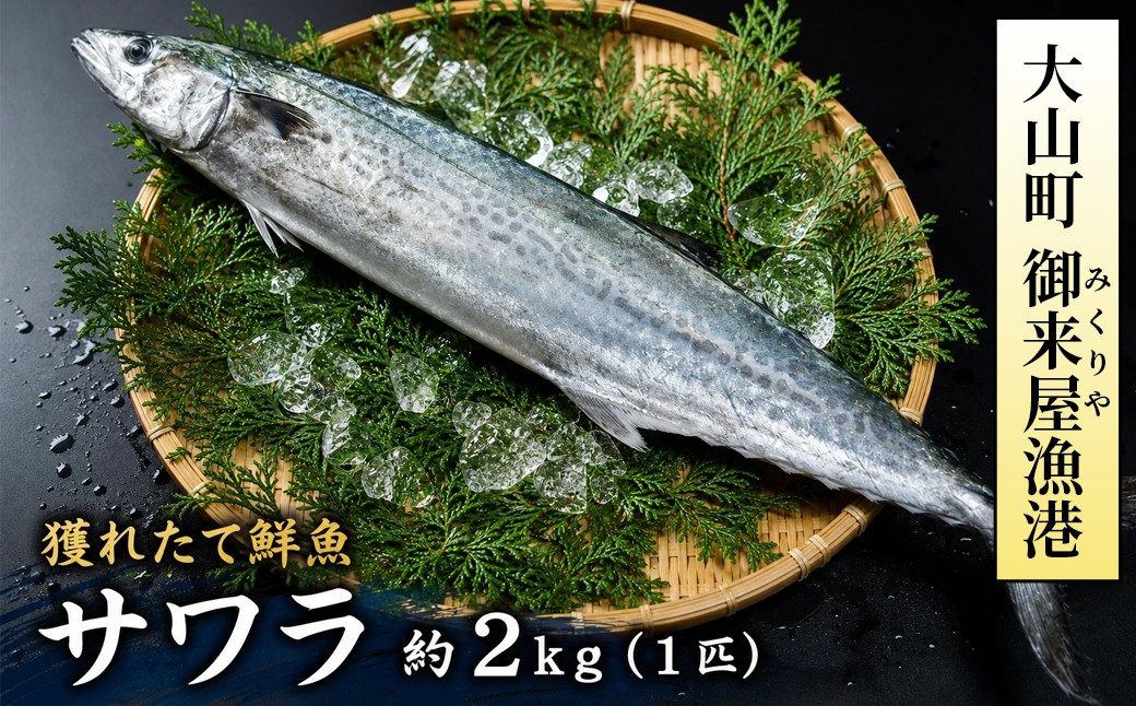 
                  OM-04　獲れたて鮮魚 サワラ約２kg（１匹）
                