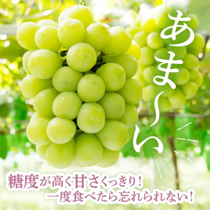 【先行予約】 令和8年産 シャインマスカット 1房 約700g 山形