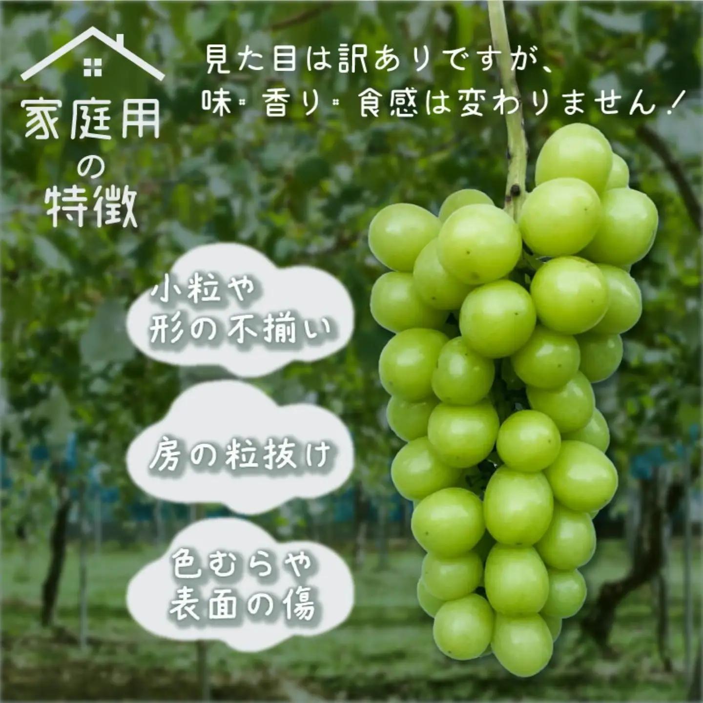 【ふるなび限定】ご家庭用つぶつぶ　シャインマスカット（約1.5kg）【2026年先行予約】｜シャインマスカット フルーツ　FN-Limited-SP