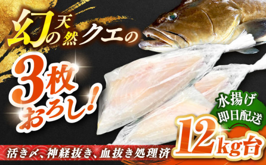 天然クエ（12キロ台・3枚おろし） 《壱岐市》【壱岐島　玄海屋】[JBS065] クエ 魚 刺身 しゃぶしゃぶ    88万 900000 900000円 90万円