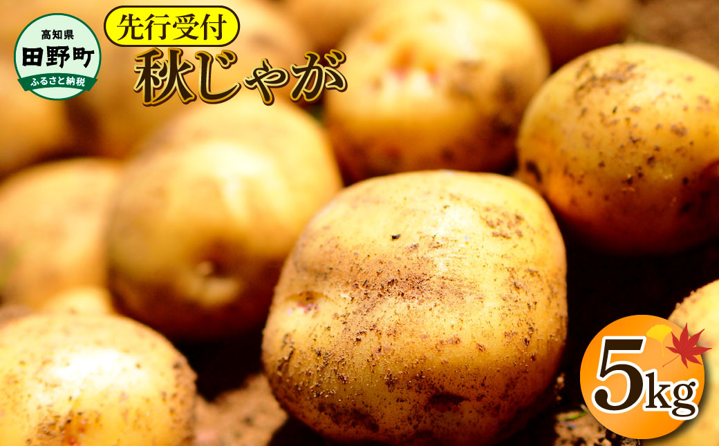 【四国一小さなまちのじゃがいも】★令和7年11月中旬発送開始★ 大野台地で採れた『 令和7年産 秋じゃが 』 5kg