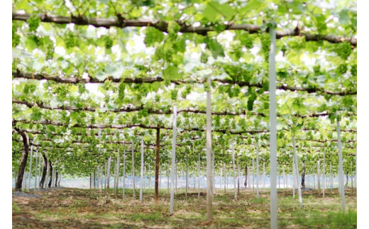 【産地直送】※2026年の予約です！※ 岡山シャインマスカット＆マイハート入り！新鮮ぶどう定期便 ２.４ｋｇ(４～６房)　２回に分けてお届け！ / ぶどう ブドウ 葡萄 シャインマスカット マイハート