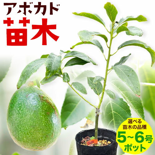 【ふるさと納税】アボカド苗木 5~6号ポット 選べる ベーコン種 ピンカートン種《30日以内に出荷予定(土日祝除く)》熊本県 津奈木町 南興ファーム アボカド 苗木 農業 ベーコン ピンカートン アボカドサンド ちらし寿司 野菜炒め 熱帯果樹栽培 産地直送 送料無料