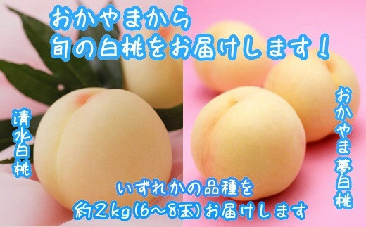 
            桃 もも 岡山 約2kg 6～8玉 白桃 岡山県産 岡山の桃 おかやま夢白桃 清水白桃 おまかせ ブランド桃 旬 果物 フルーツ 甘い《2025年7月中旬-8月上旬頃出荷》
          