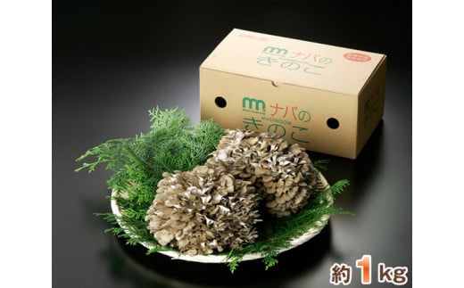 特選舞茸　約1kg（箱入り） ／ キノコ きのこ マイタケ まいたけ 群馬県 ANO001