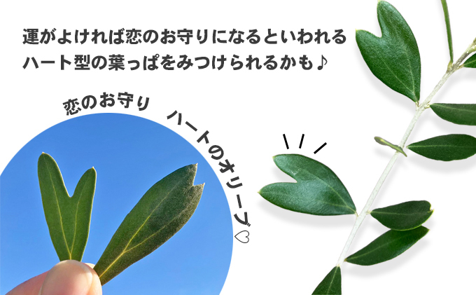 瀬戸内のオリーブ 苗木 1本 植物