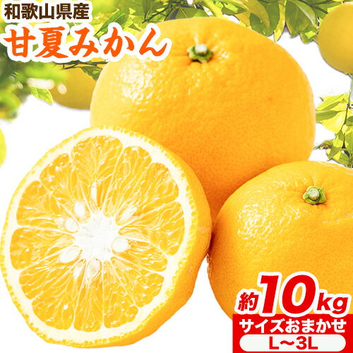 【ふるさと納税】みかん 和歌山県産 甘夏みかん 約10kg (サイズおまかせ L〜3L）紀の川市厳選館《3月頃出荷》 和歌山県 紀の川市 フルーツ 果物 送料無料 紀の川市産【配送不可地域あり】