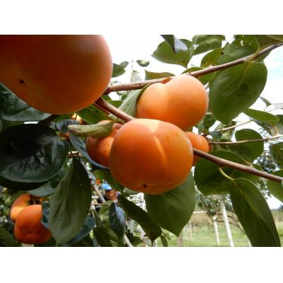 ふるさと納税 かすみがうら市 秋の柿三種(太豊・陽豊・富有から三種類)セット　合計10〜14個　約3.5kg |  | 02