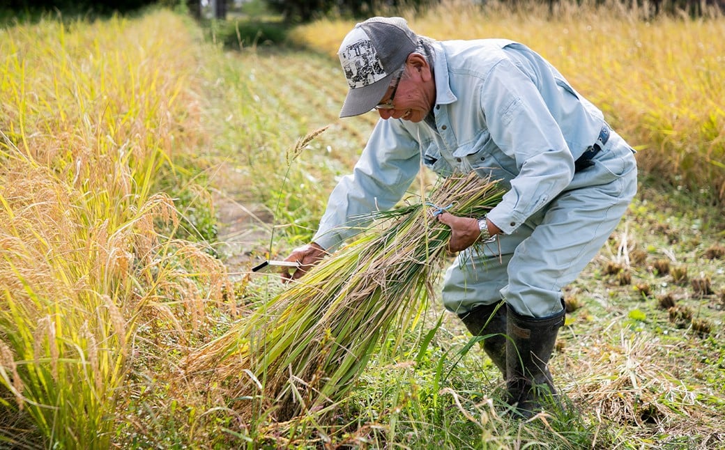 【ながさき木村式自然栽培】ひのひかり 白米 5kg