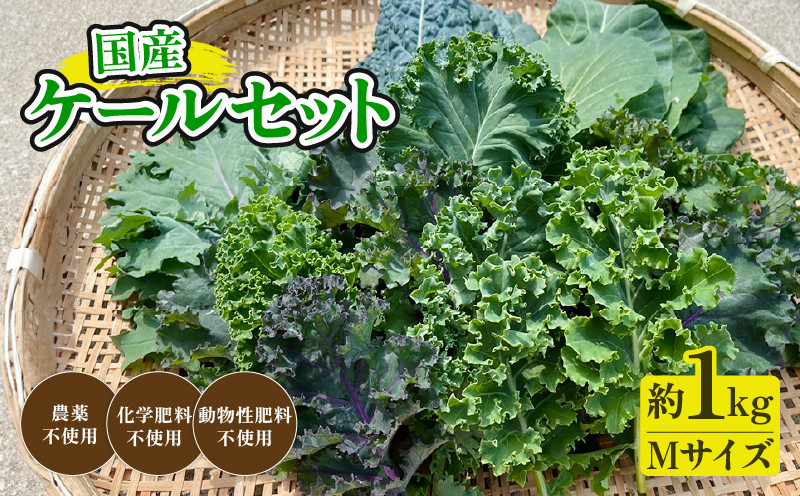 
            国産 ケール セット M (2～4名様分) ケール 化学肥料不使用 青汁 ケール スムージー 野菜 京都 綾部 離乳食 野菜 粉末 京都 綾部 健康食品 ダイエット 健康 料理 スイーツ デザート 美肌 美容 美白 人気 おすすめ リピーター 美味しい おいしい 期間限定 季節限定 サラダ 離乳食 パスタ 朝食
          