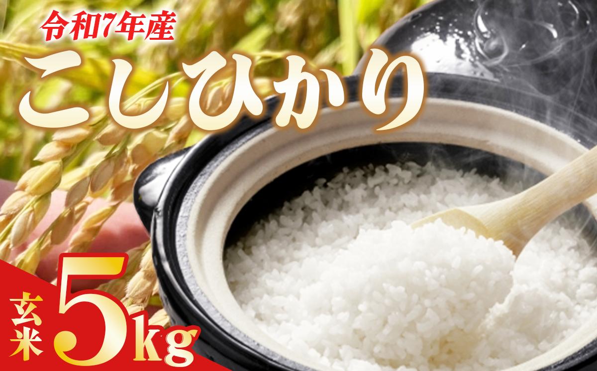 令和7年産 よこたファームのコシヒカリ （ 玄米 ） 5kg 【 米 ライス 玄米 こしひかり 5kg 茨城県産 こだわり こめ コメ お米 2025年産 おこめ R7 ご飯 ごはん 数量 限定 白飯 茨城県 つくば市 】