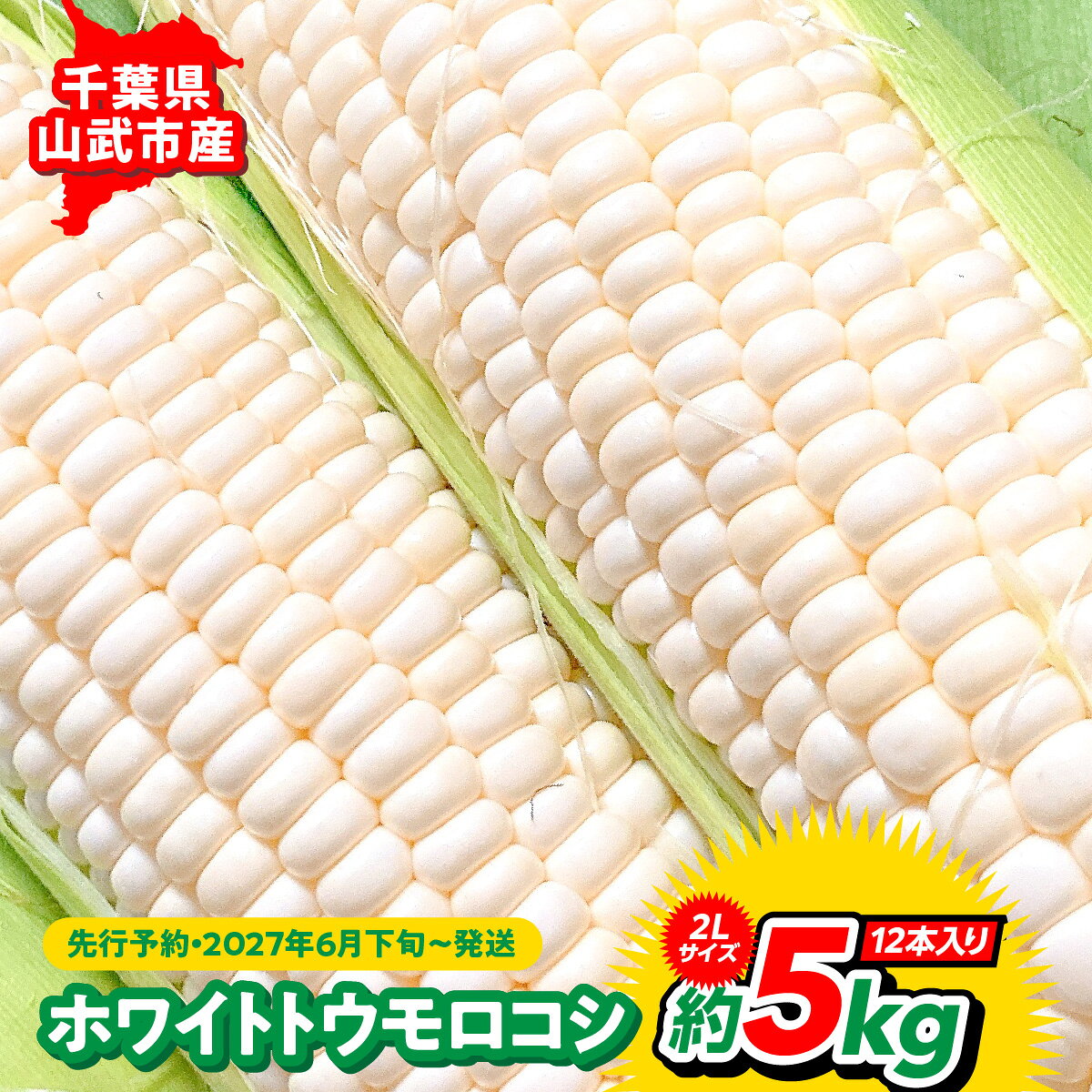 【ふるさと納税】　【先行予約・2027年6月下旬～発送】千葉県山武市産ホワイトトウモロコシ2Lサイズ約5kg /野菜 夏野菜 とうもろこし トウモロコシ ホワイトトウモロコシ とうきび 生 朝採れ 産地直送 冷蔵 高糖度 千葉県 千葉県産 山武市 SMDB001