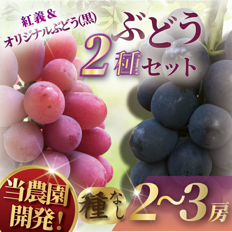 【ふるさと納税】 ぶどう 湘南オリジナルぶどうセット 産地直送 果物 くだもの デザート フルーツ 旬のフルーツ 葡萄 ブドウ 赤ぶどう 種無し 種なし 高級 お中元 贈り物 贈答 ギフト 神奈川 湘南 藤沢