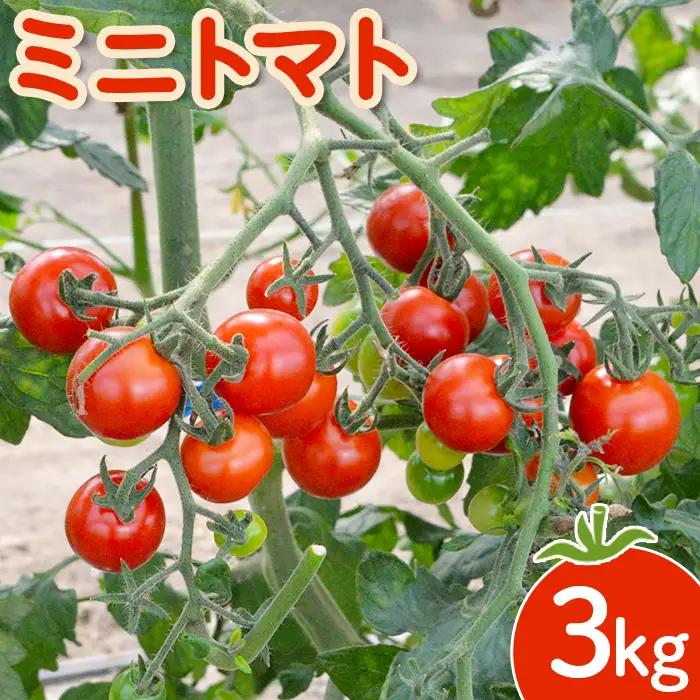 【先行受付】 ミニトマト 3kg【令和8年7月下旬～9月発送】【1200602】