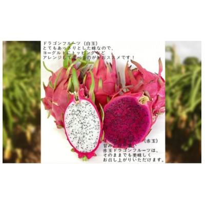 ふるさと納税 伊仙町 ドラゴンフルーツ(赤)3kg |  | 03