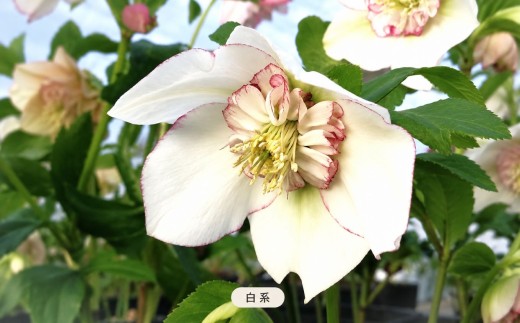 八ヶ岳・原村産　クリスマスローズ（半八重咲き）2鉢セット 【白系×ピンク系】 | クリスマスローズ 花苗 鉢植え 鉢花 信州 八ヶ岳 長野県 諏訪郡 原村