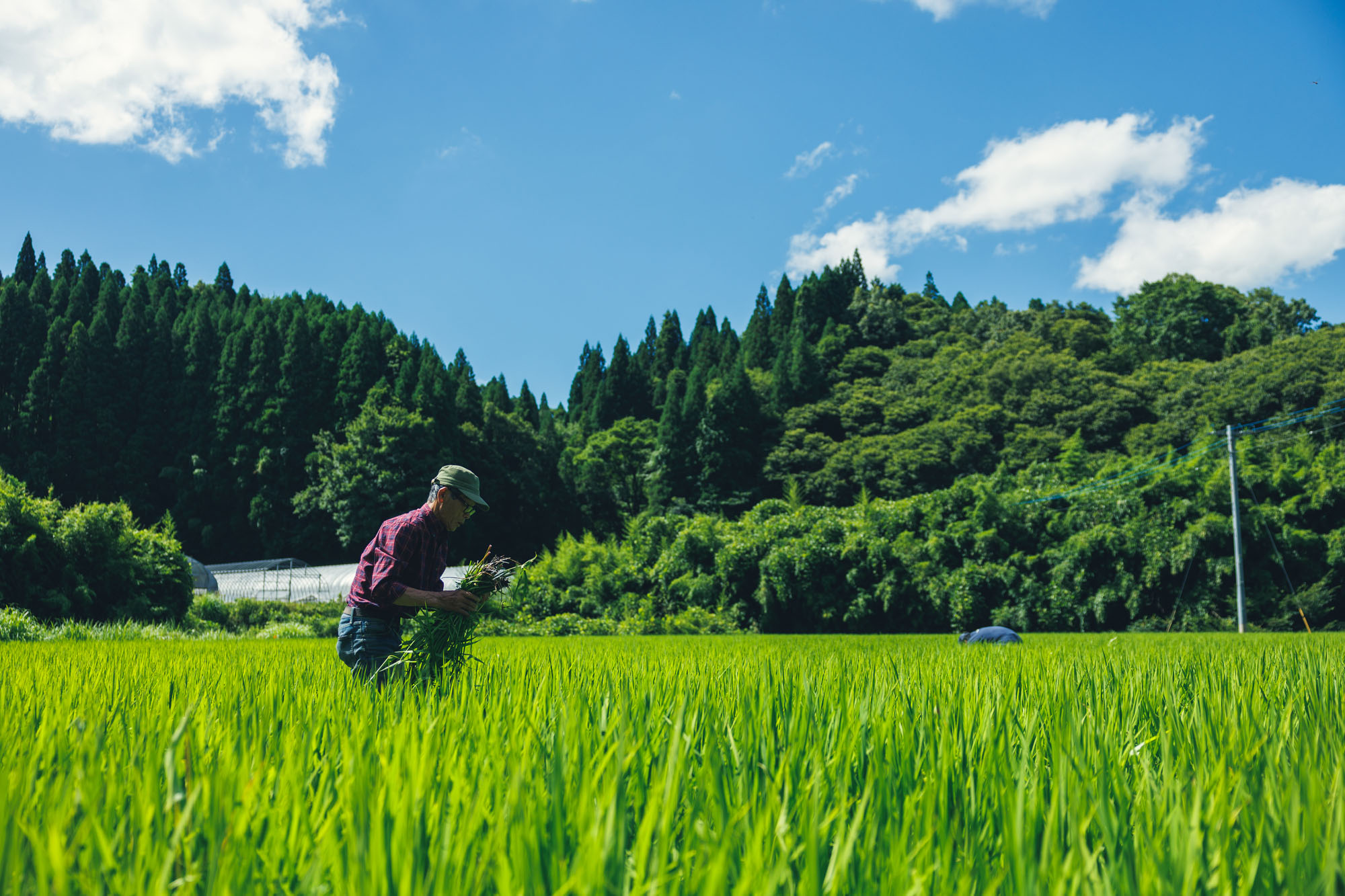 【予約受付】【3ヶ月定期便】令和8年産・新米 ごんべえ米 10kg 予約 3ヶ月 定期便 令和8年産 新米 白米 玄米 精米 米 お米 玄米対応可能 ご飯 ごはん 無農薬 農薬不使用 産地直送 吉原ご
