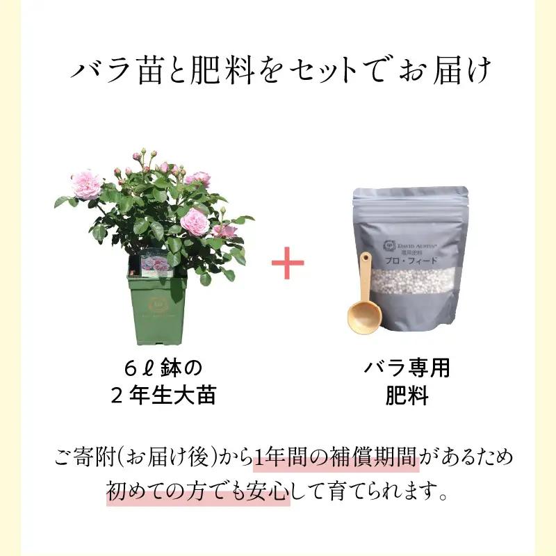【 イングリッシュローズ 】 デビッド・オースチン つるバラ鉢苗（バラ専用肥料付） 花 バラ 薔薇 ばら インテリア ガーデニング フラワー つるバラ鉢苗 鉢苗 植物 薔薇苗 フラワー 初心者【025